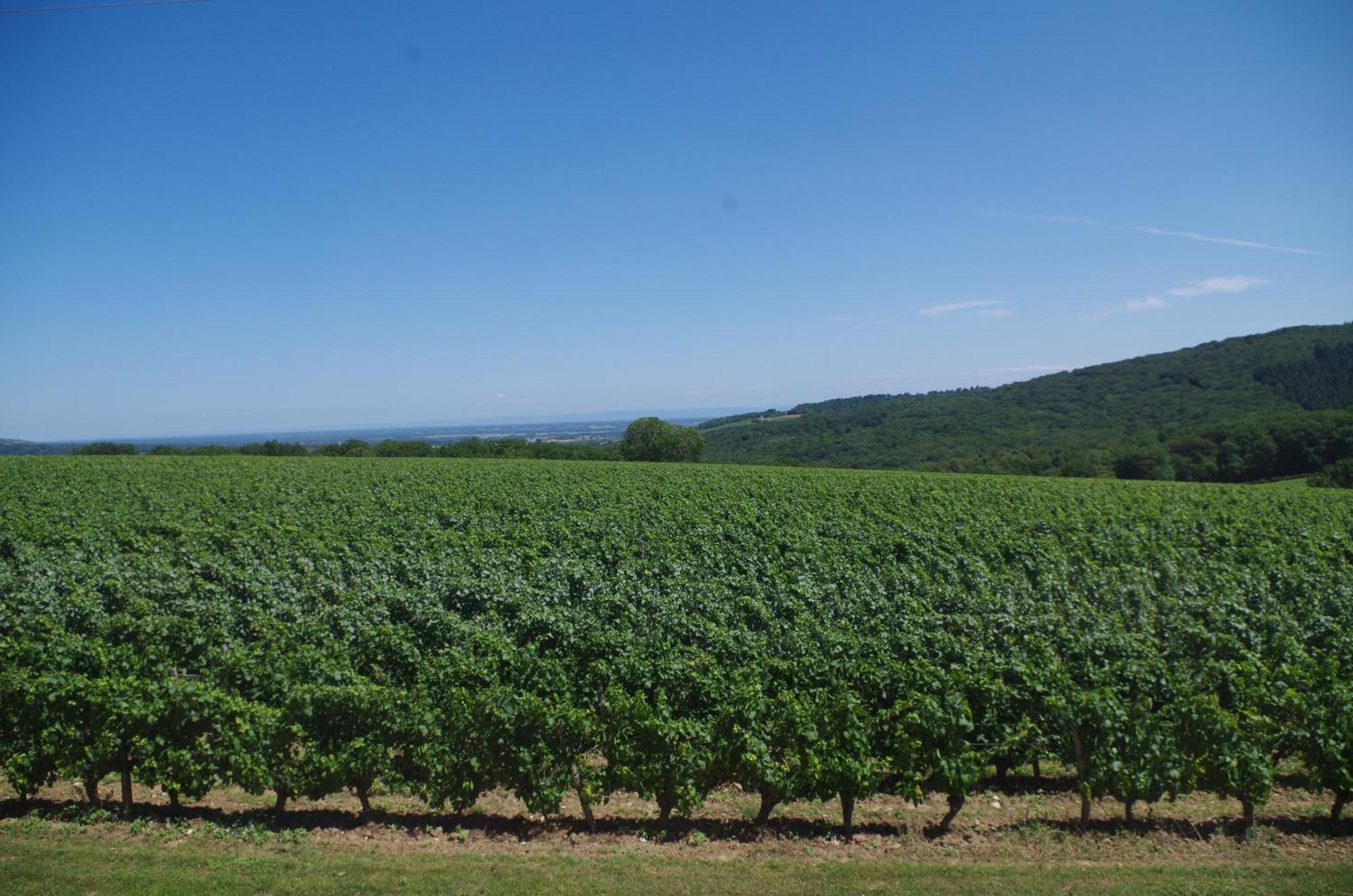 Domaine Joseph Lafarge Wine Resort Winemaker House La Maison Du Negociant Lugny Exterior foto